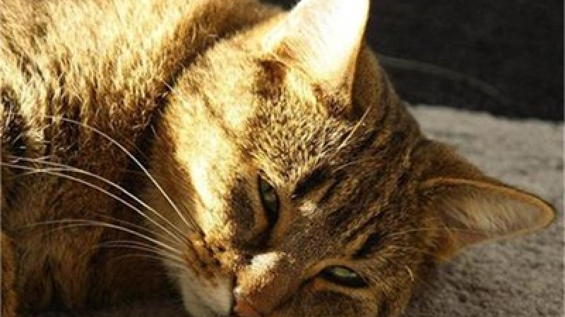 Мъж уби котка край Перник и животът му се стъжни 