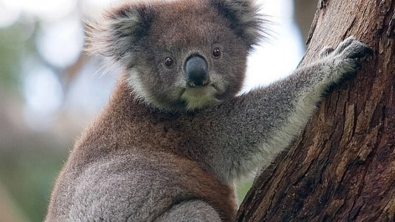 Австралийски зоопарк отпразнува раждането на първата коала след пожарите