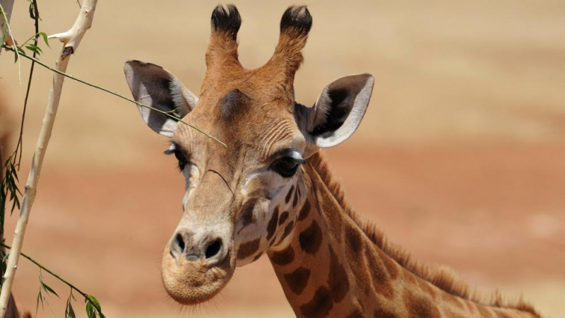 В Бали се роди жирафче, което кръстиха Корона СНИМКИ 
