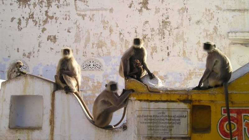 Маймуни откраднаха кръвни проби на болни от коронавирус в Индия