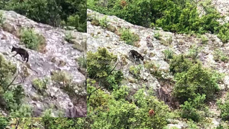 Рядко срещан черен звяр пази тракийско светилище в Родопите ВИДЕО