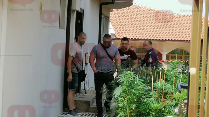 Първи СНИМКИ от огромната наркооранжерия в Черноморец