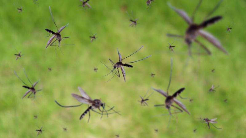 Загадката на селце, в което от 100 години няма нито един комар
