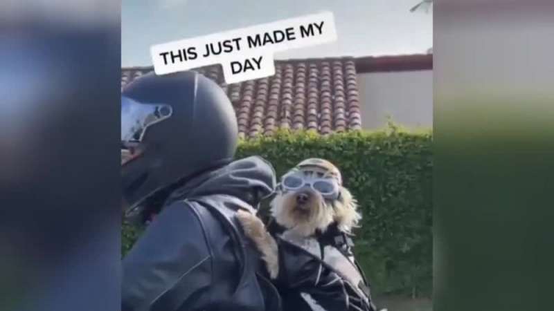 Куче на мотоциклет предизвика възторг в мрежата ВИДЕО