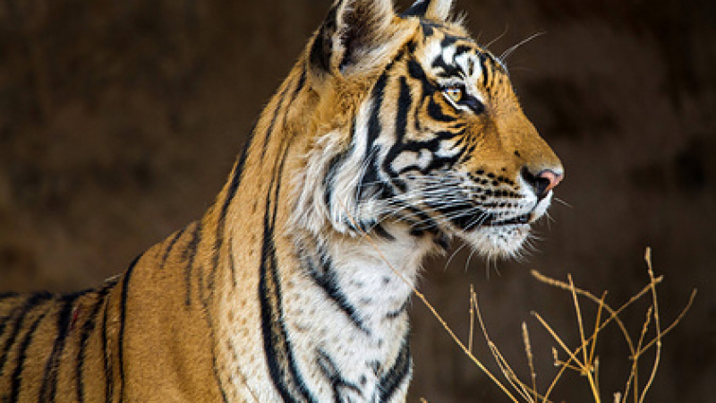 Кръвожадна тигрица избяга на свобода и нагриза мъж пред очите на приятелите му 