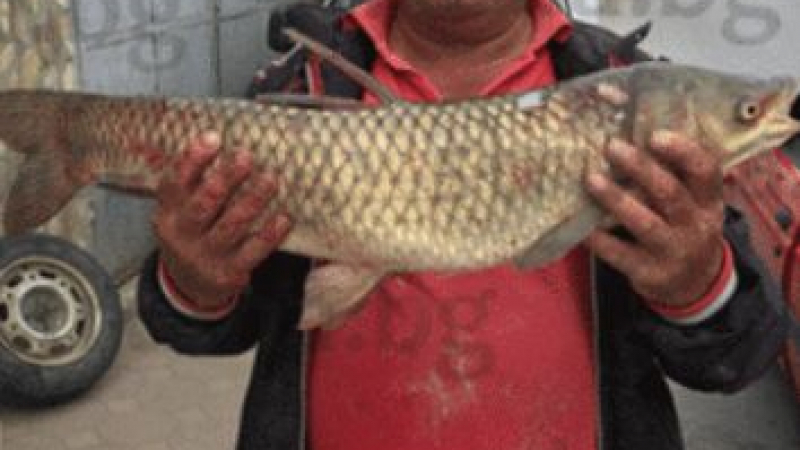 Хаджидимовски рибар извади страшен звяр от река Места СНИМКА