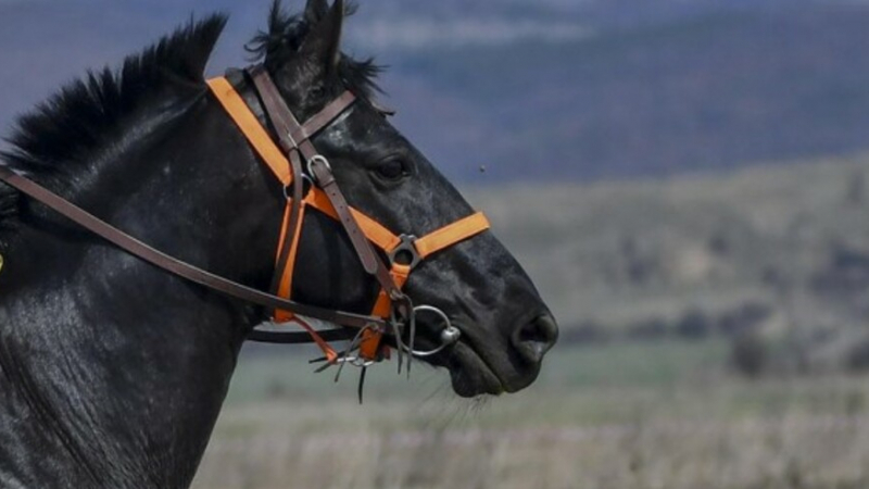 Борят се за живота на дете в Шумен след кошмарна трагедия с кон 