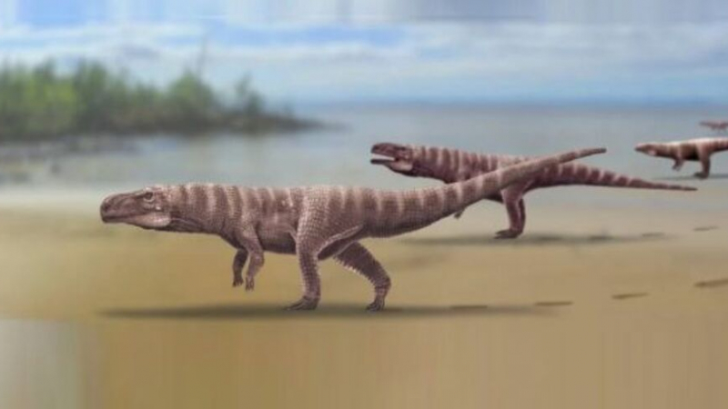 Гигантски прародител на крокодилите се е разхождал на 2 крака, показват древни следи