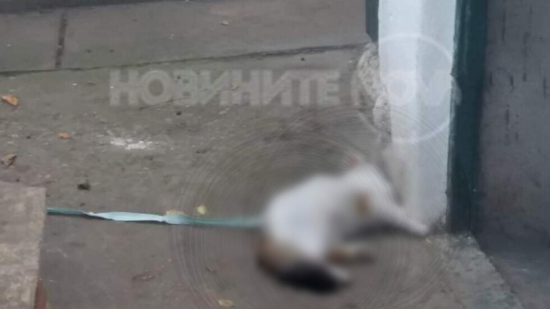 Невиждана жестокост: Пенсионери от София изтезават брутално котки 