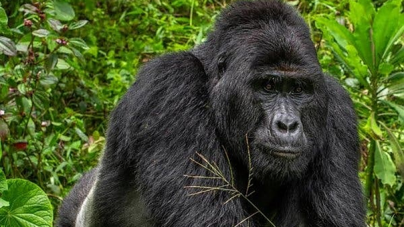 Бракониери убиха световноизвестната горила Рафики 