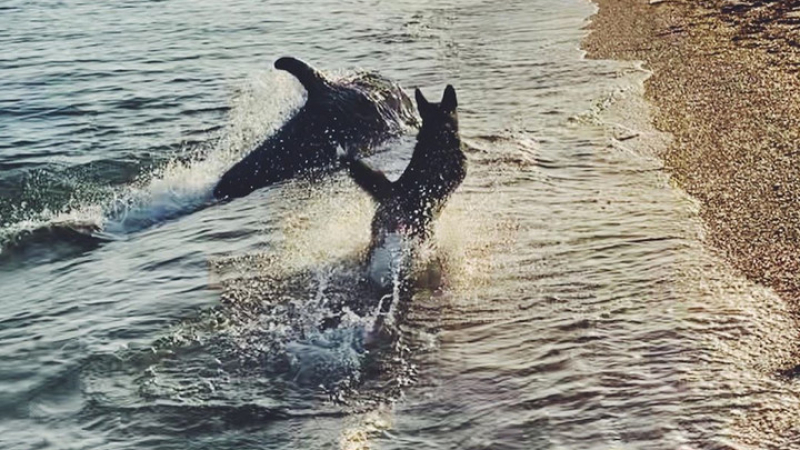 ВИДЕО запечата играта на делфин и куче на плажа