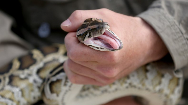Кървавата битка на човек с гигантска смъртоносна змия бе запечатана на ВИДЕО 18+