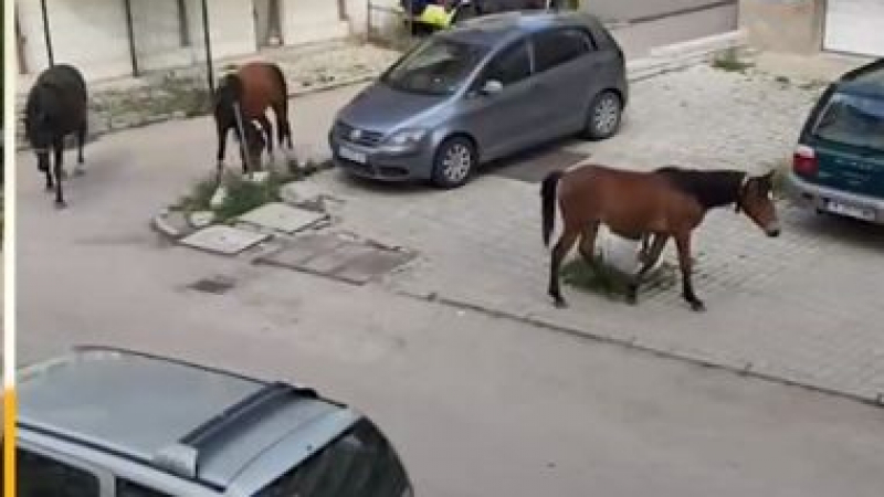 Голямото село: Табун коне тормози жителите на кв. "Дървенца" ВИДЕО 