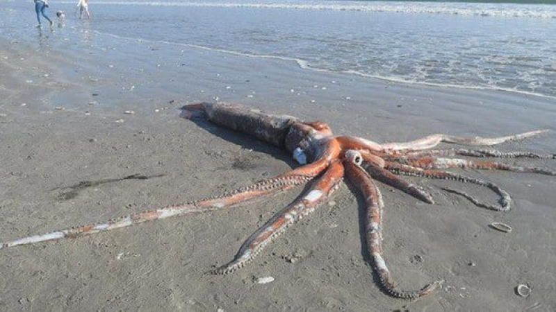 Съпрузи откриха 270-килограмово чудовище, докато се разхождат на плажа СНИМКИ 