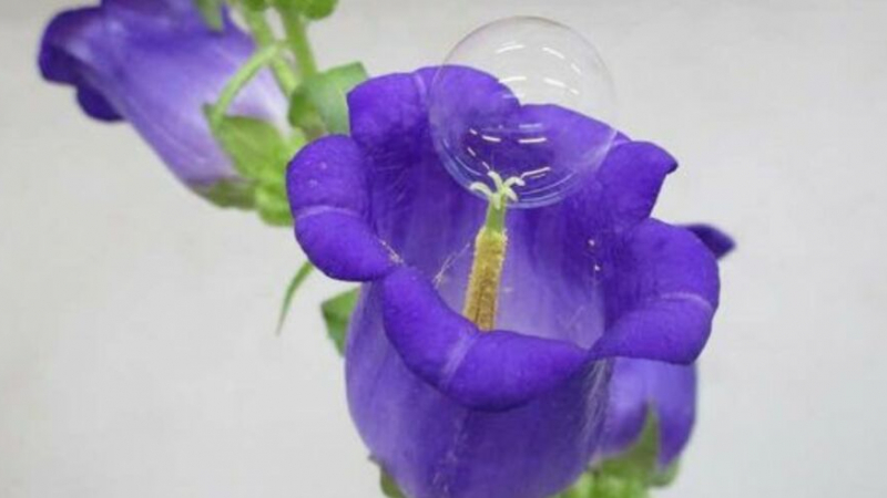 Разпръснати с дрон сапунени мехурчета могат да заместят пчелите в опрашването