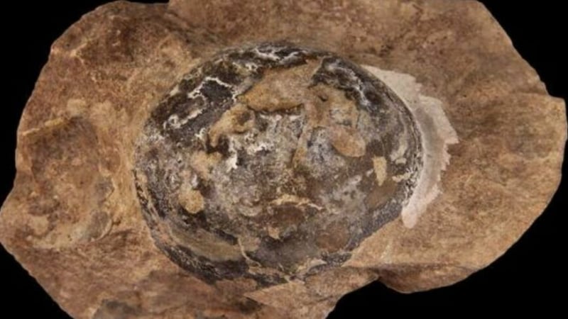 Първите динозаври може би са снасяли яйца с мека обвивка, вместо черупка