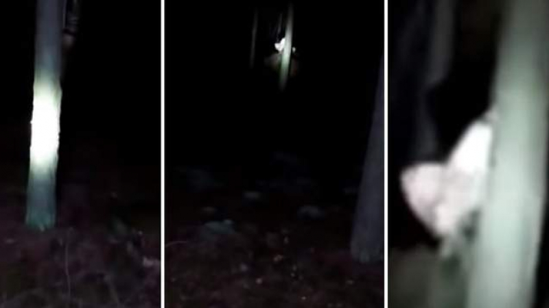Младеж засне ВИДЕО със загадъчно същество, раздиращо нощта с викове