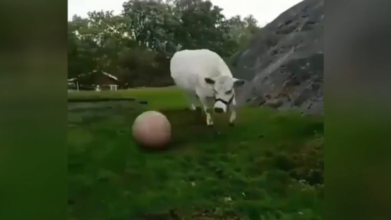 Крава, играеща с топка, стана звезда в мрежата ВИДЕО