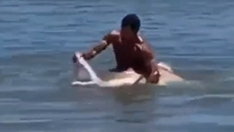 Страховито: Мъж се бори с акула с голи ръце, отваря й устата да ги снимат ВИДЕО