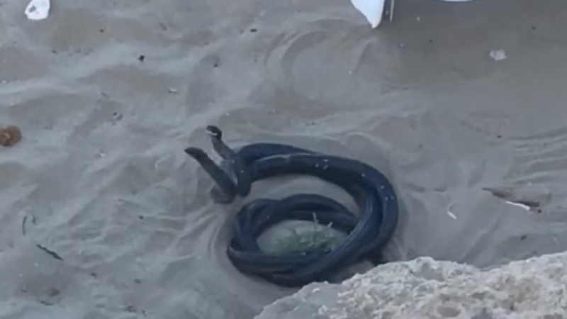 Зрелище: Отровни змии се чифтосват на оживен плаж, посещаван от наши летовници ВИДЕО 