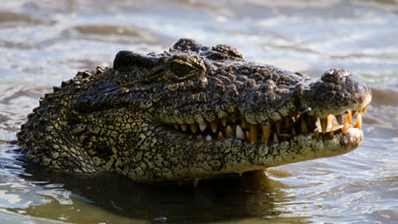 Крокодил изяде рибар пред жена му