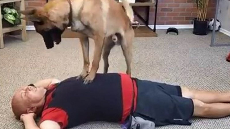 Това куче знае как да предостави първа помощ по-добре от някои хора