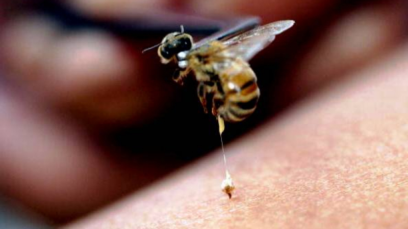 Медицинско изследване от Ухан сензационно: Пчелна отрова убива К-19!