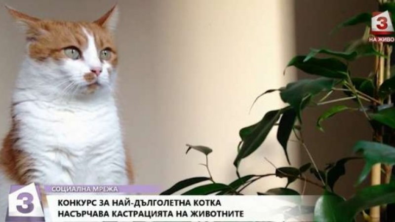 Историята на тази котка от Сопот е невероятна ВИДЕО 