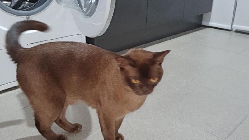 Бирманска котка 12 минути се "пра" в пералнята и оцеля 