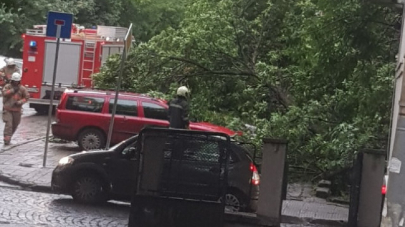 Дърво премаза три коли в центъра на Пловдив СНИМКИ