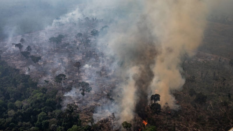 Амазонската джунгла в Бразилия обезлесена с 25% за 6 месеца