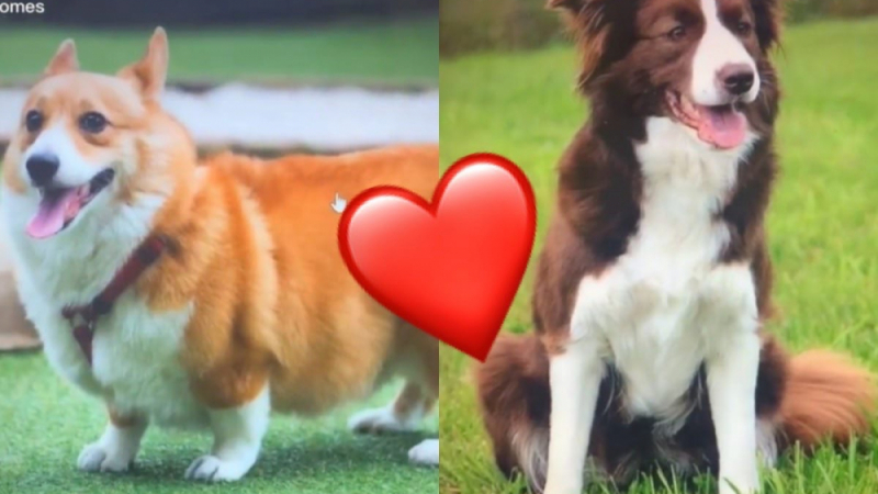 Плодът на любовта между две кучета покори потребителите в мрежата ВИДЕО