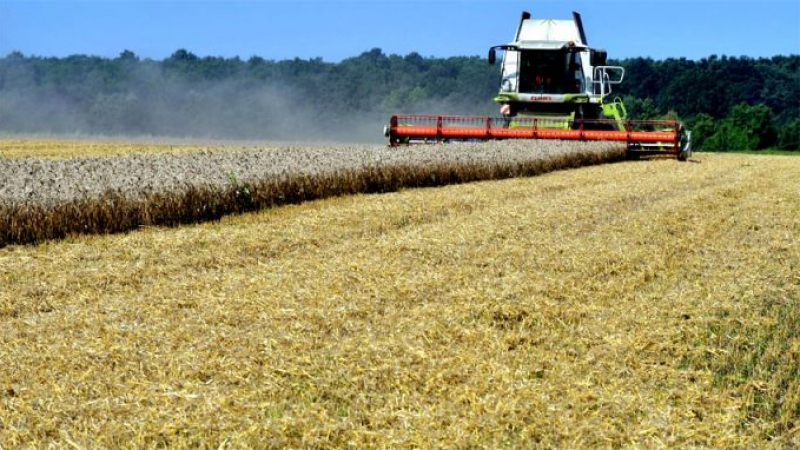 Катастрофален спад в добивите на пшеница у нас 