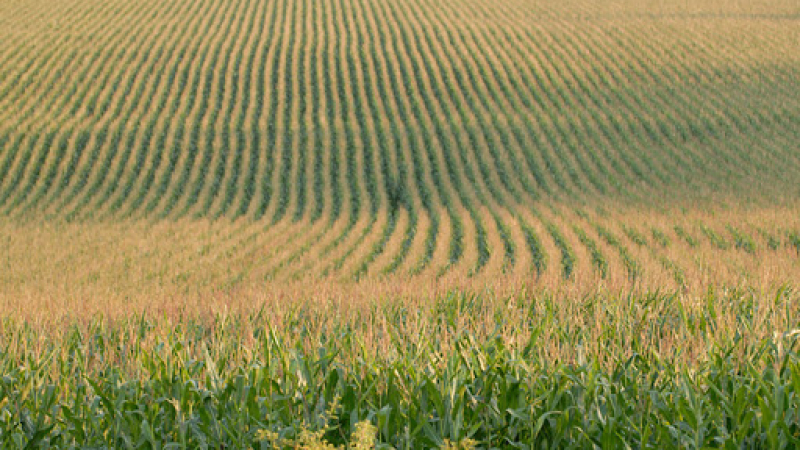Фермерите във Франция са в шок от това, което откриха в полето СНИМКА