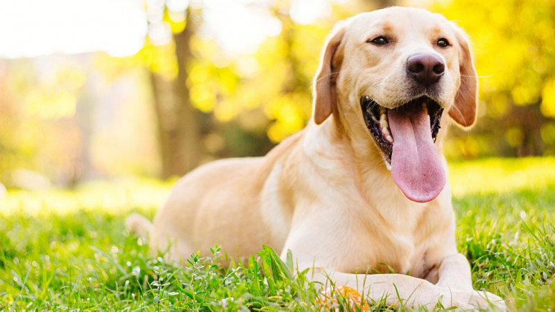 Специално обучени кучета откриват болни от коронавирус