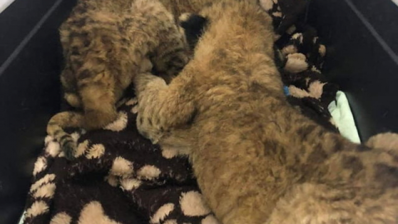 Тотомилионер осинови две бебета лъвчета от зоопарка в Благоевград