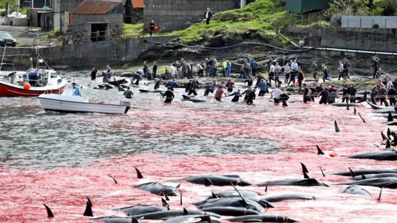 Брутално клане: Фарьорските острови почервеняха от кръв СНИМКИ 18+