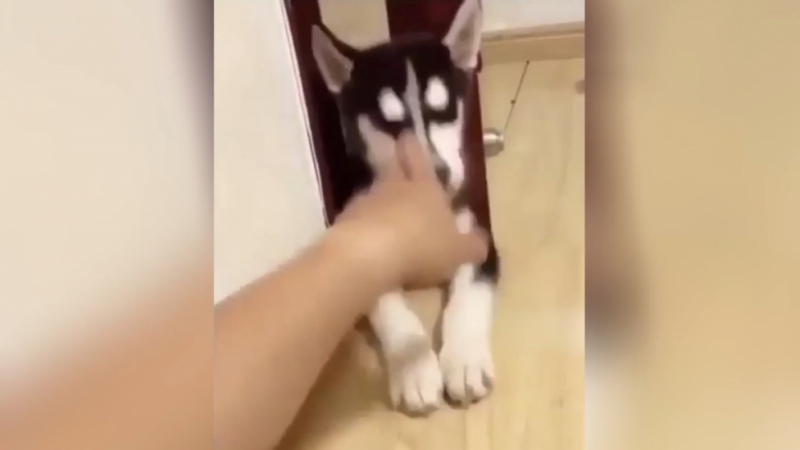 Собственик откри как да намали звука на лаенето на кучето си ВИДЕО