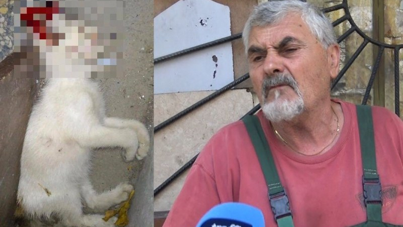 Есхумират трупа на зверски убита котка в Пловдив 