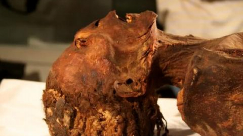 Учени разкриха мистерията за смъртта на "крещящата мумия" от Египет