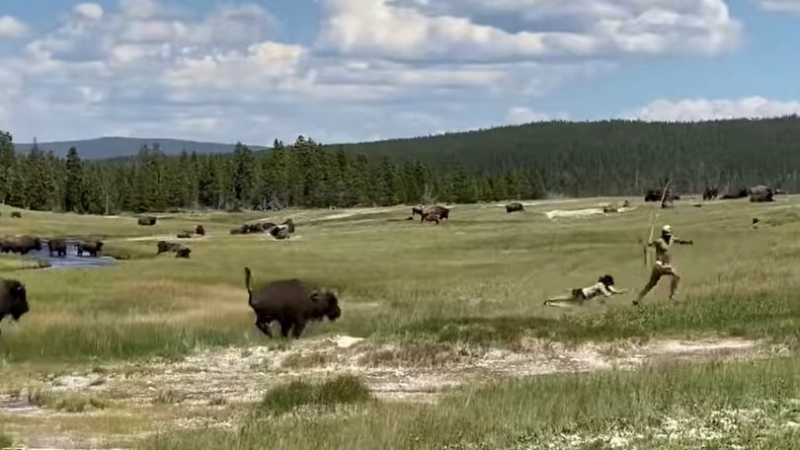 Туристка се спаси от разярен бизон по удивителен начин ВИДЕО