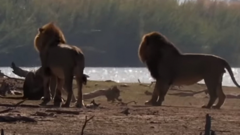 Заснеха тричасов бой на лъвове, слонове и хипопотами ВИДЕО