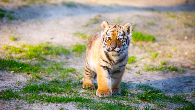 Рядък суматрански тигър се роди в зоопарк в Полша ВИДЕО