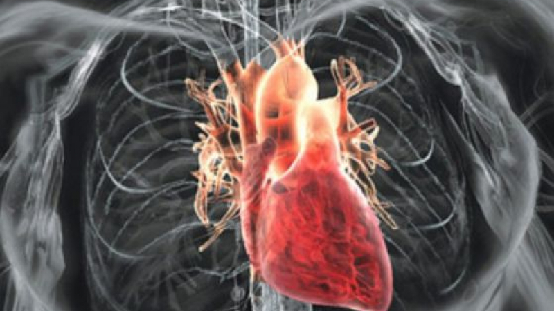 Уникално: Създадоха първото в света човешко сърце на 3D принтер