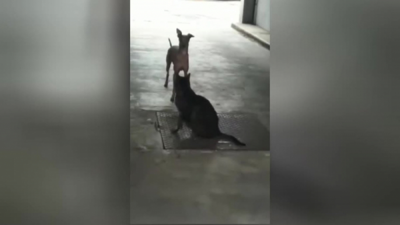 Куче привлече вниманието на котка с горещи танци ВИДЕО