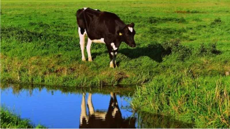 Мистерия обви смъртта на 28-те крави край река Марица