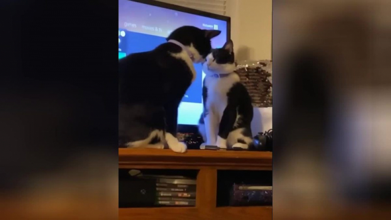 Ленивата битка между две котки покори интернет ВИДЕО