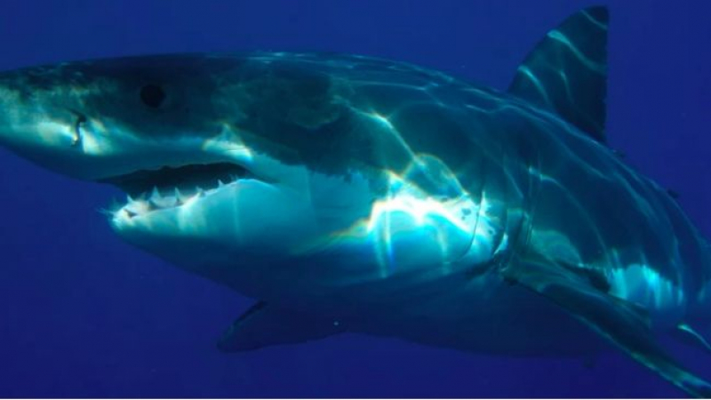 Кошмар! Бяла акула уби жена край американския щат Мейн