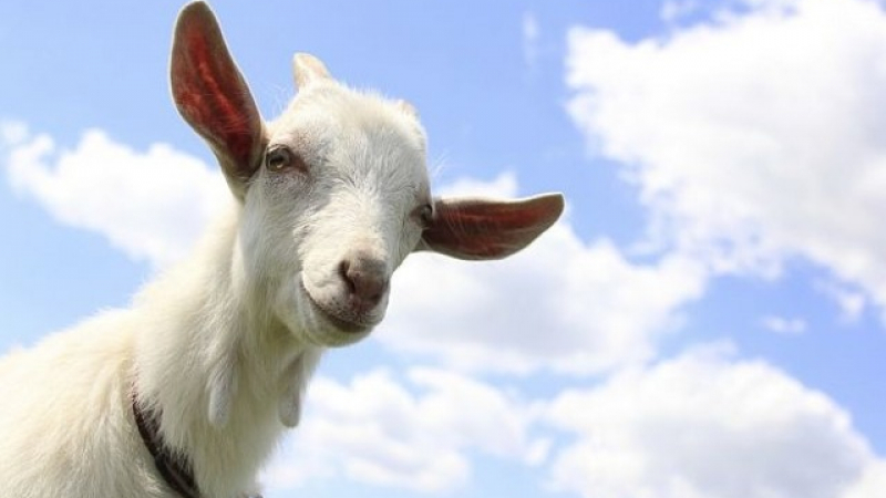 Шаш: Арестуваха коза, защото се разхождала без маска в полето