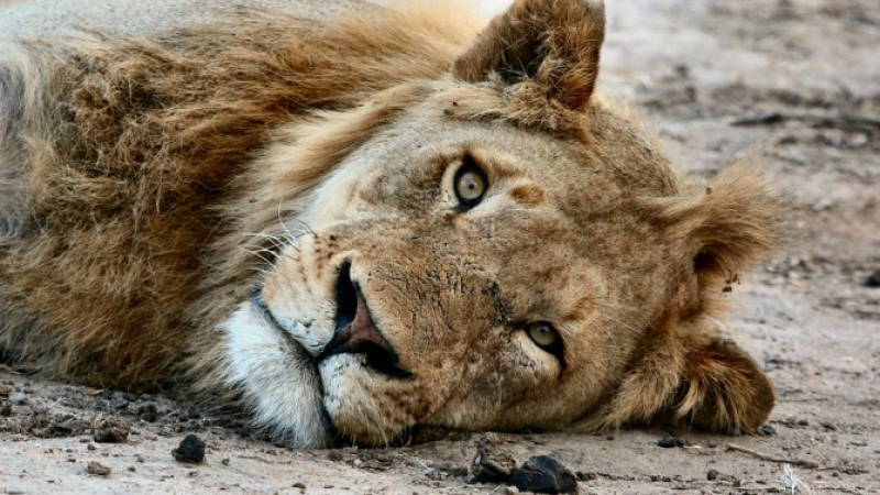 Разградският лъв Масуд почина в Нидерландия